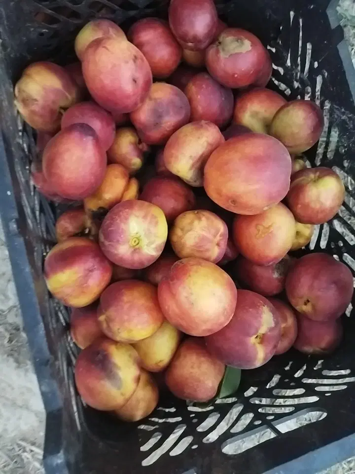 باغ آماده بین نصرآبادو باغگلبن