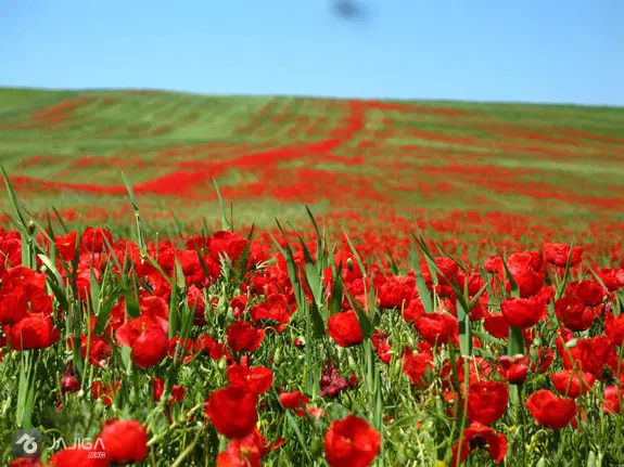 زمین _ باغ _ زراعی