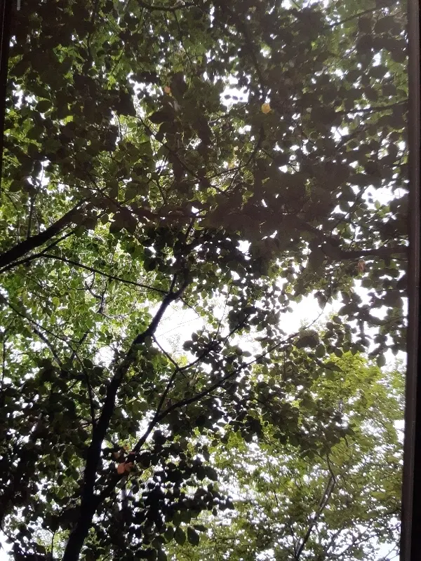 باغ در آذرشهر