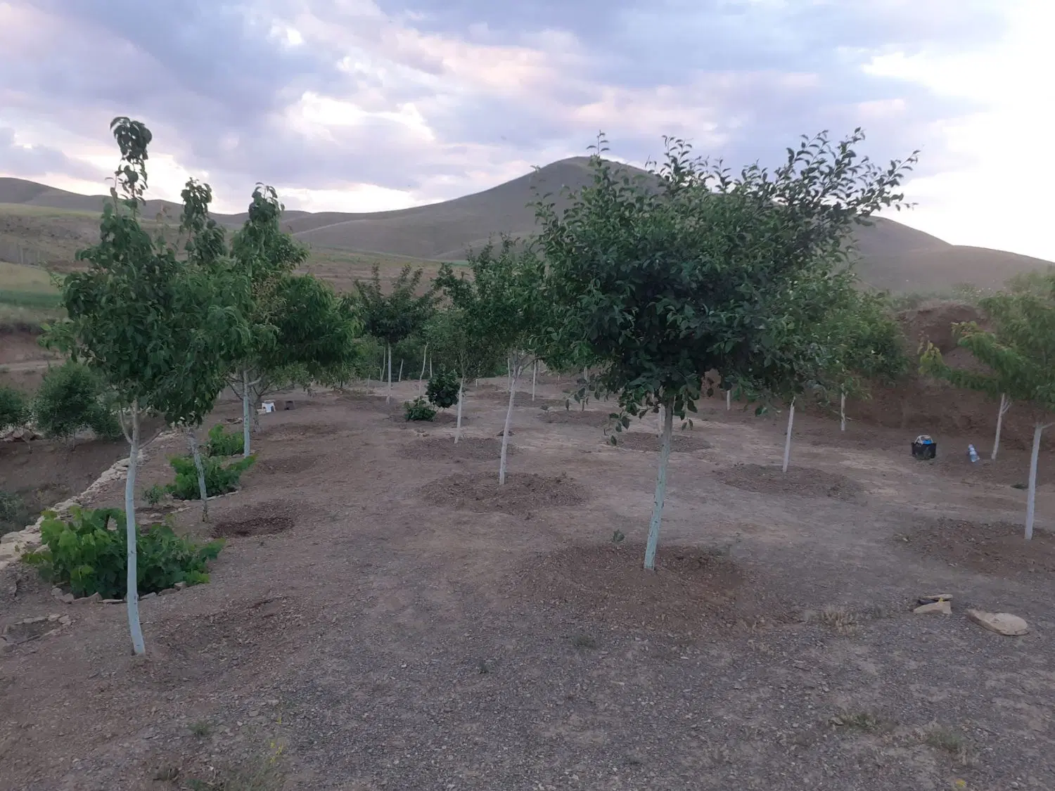 باغ ایوگ