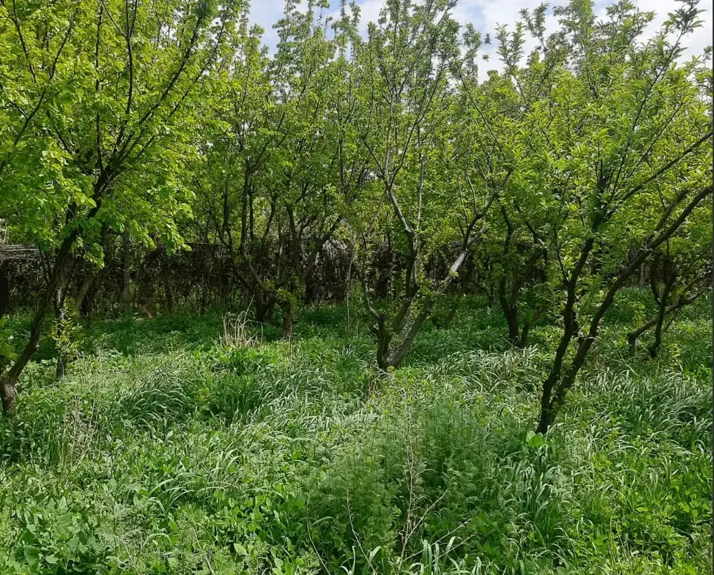 زمین باغچه ای فوجرد