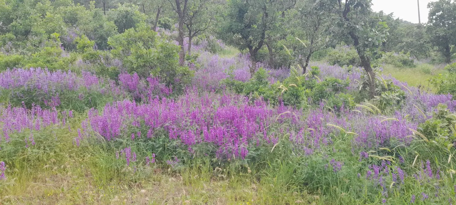 اجاره زمین کشاورزی