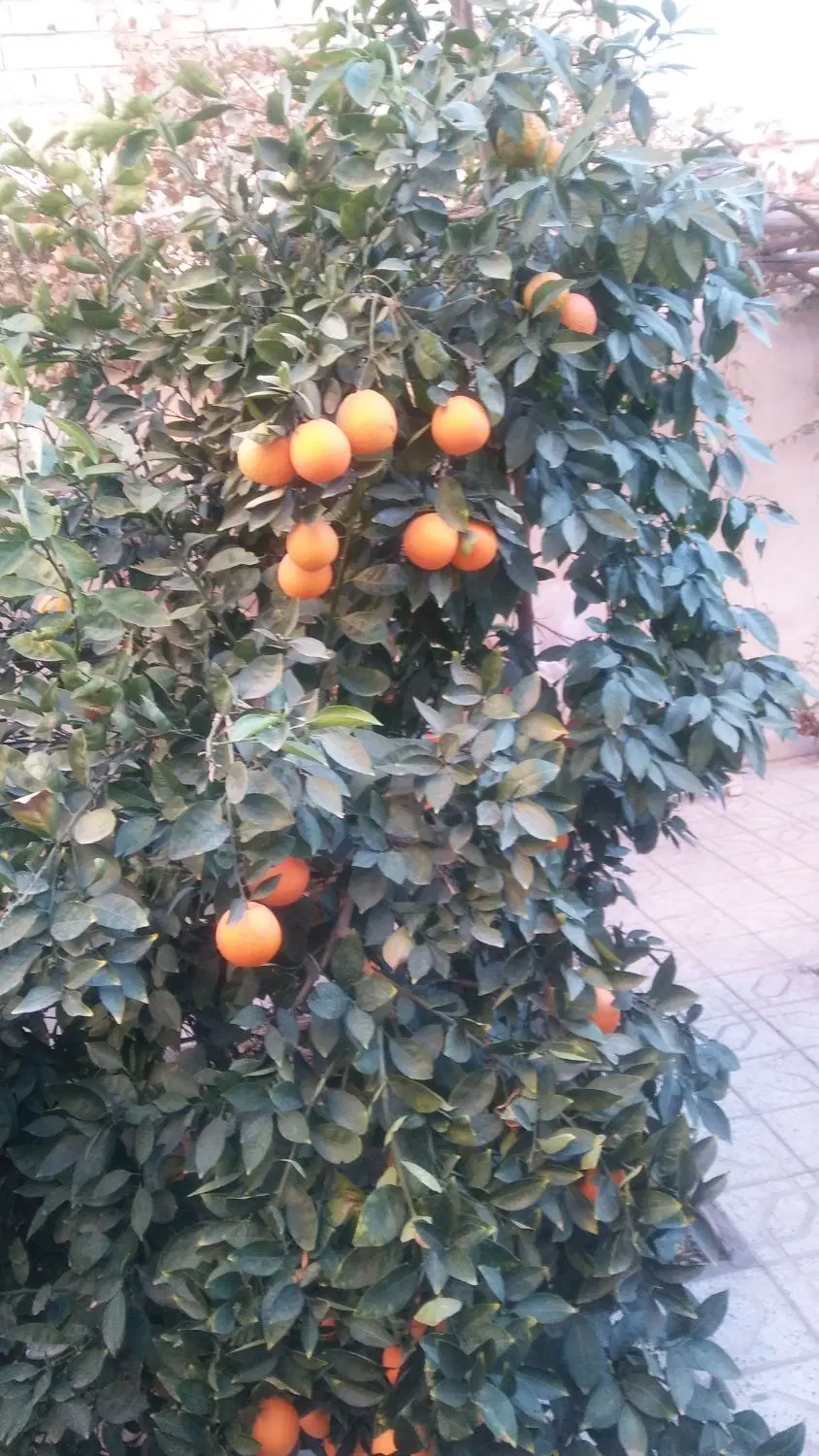 زمین فروشی
