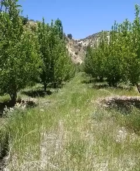فروش باغ سیب نوچه 12ساله