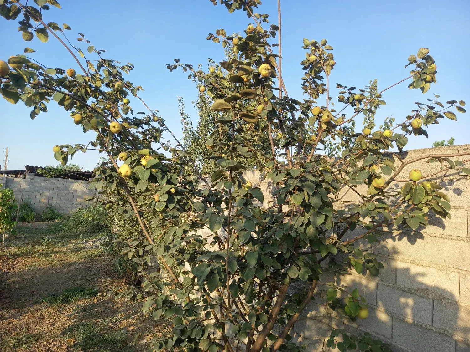 بابلسر سوله برق سه فاز