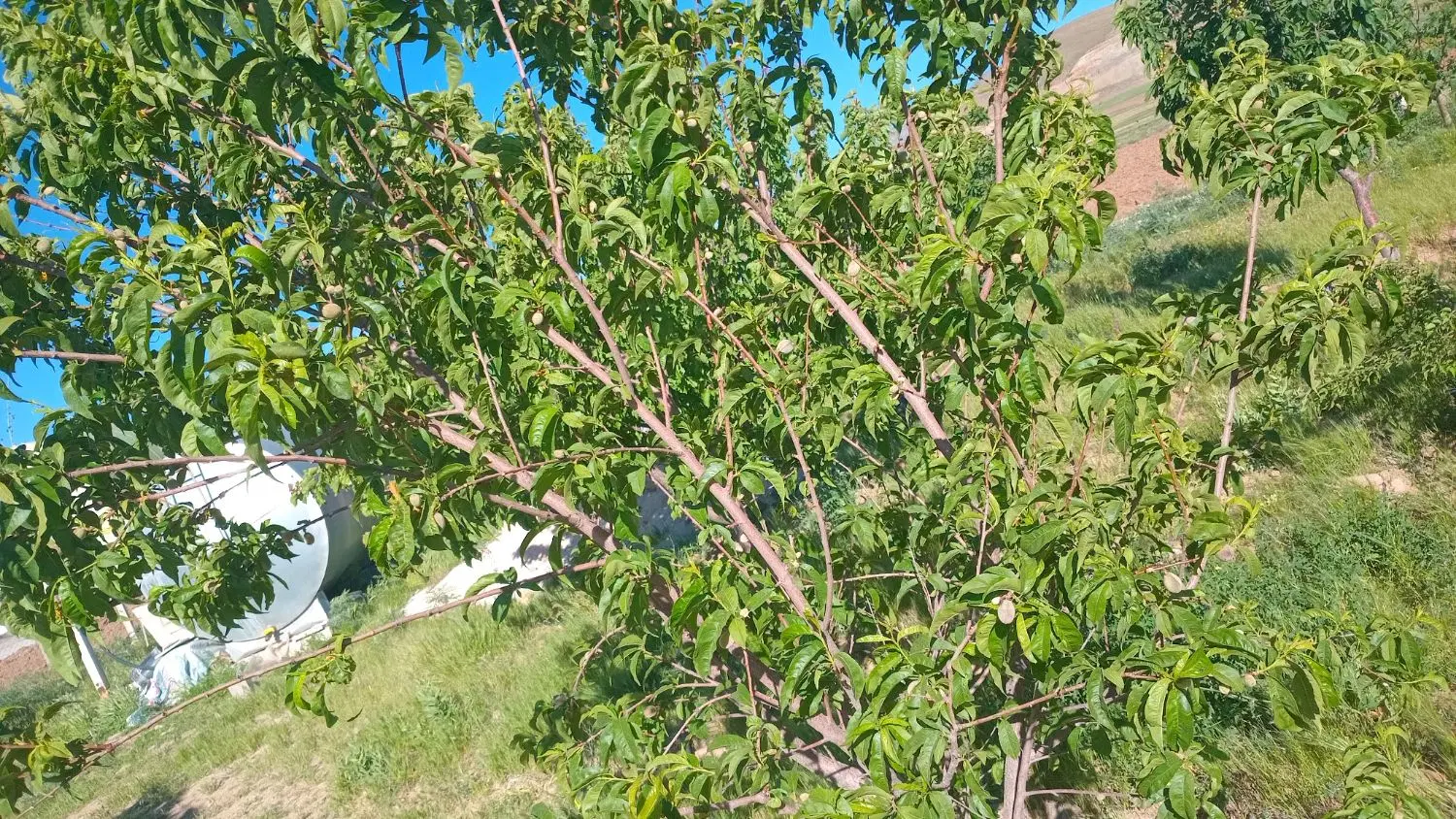 زمین داخل طرح هادی علی آباد ورکانه