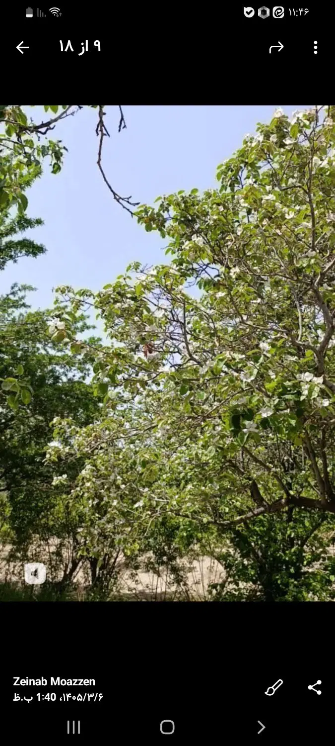 فروش باغ قامت امام زاده