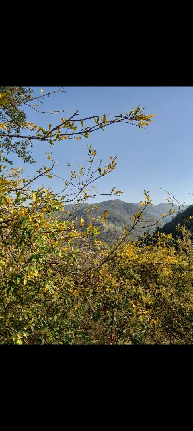 زمین باغی