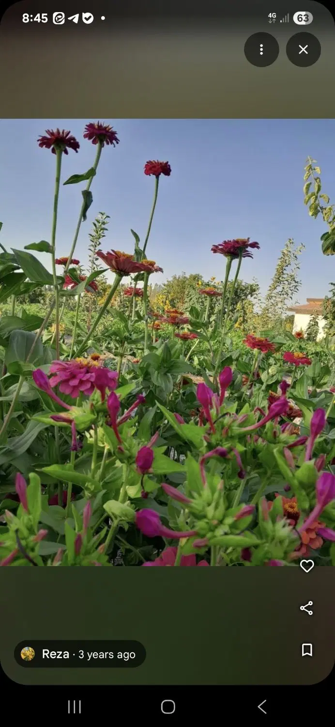 زمین  باغی