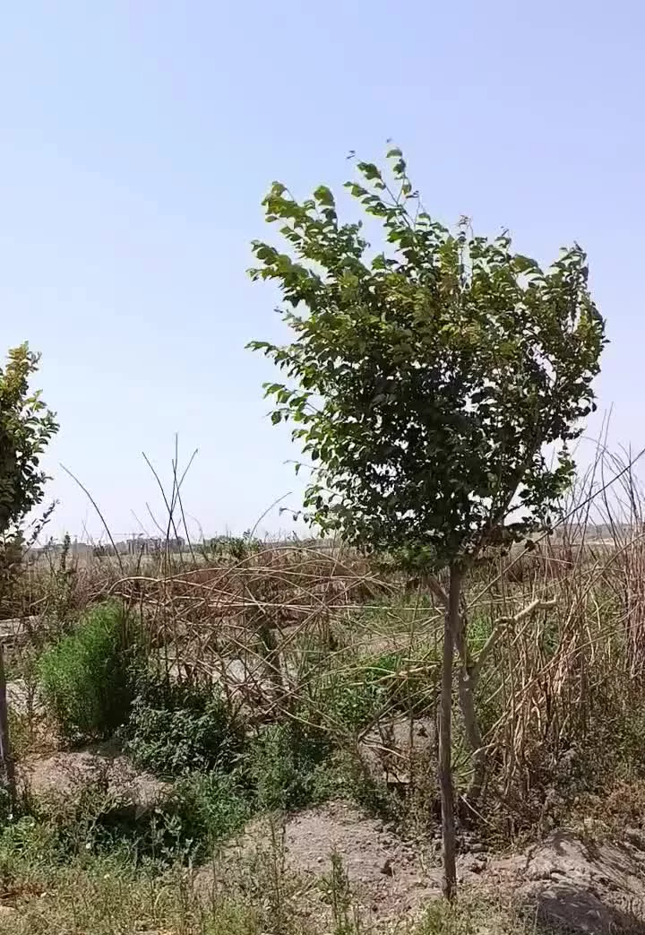 زمین باغچه ای