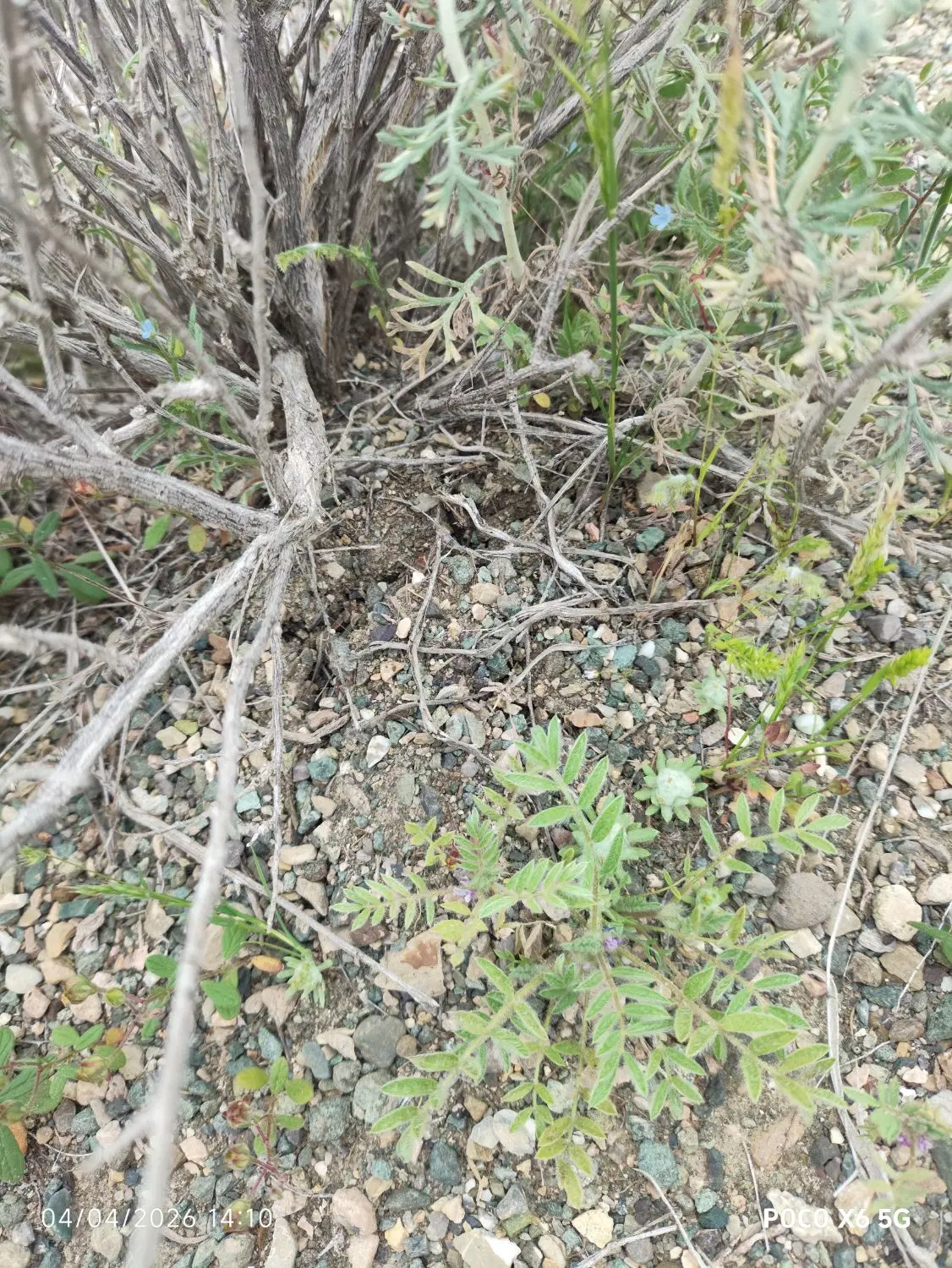 زمین مسکونی روستای گردشی گوشک (طرنگ)