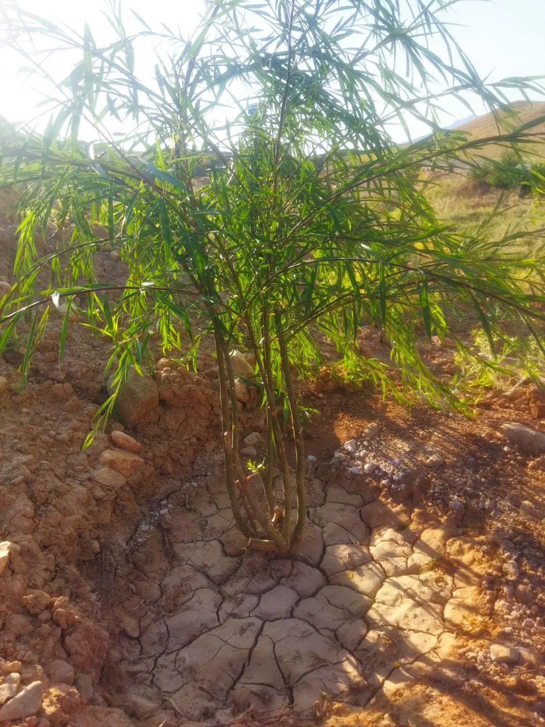 باغ شهری داخل مجموعه