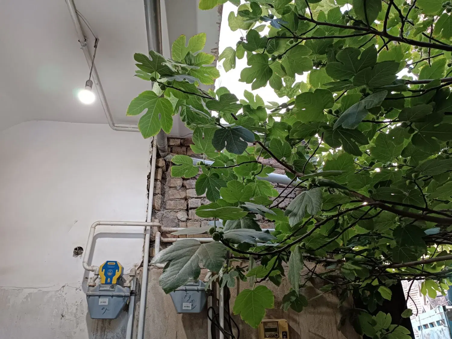 اجاره ویلای خ میلاد بهزیستی