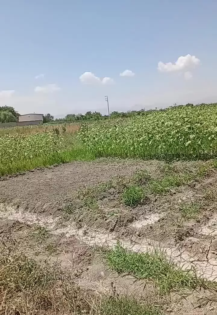 زمین کشاورزی