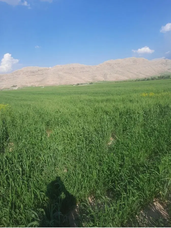۵هزار متر زمین کشاورزی پشت جاده کمربندی ایذه