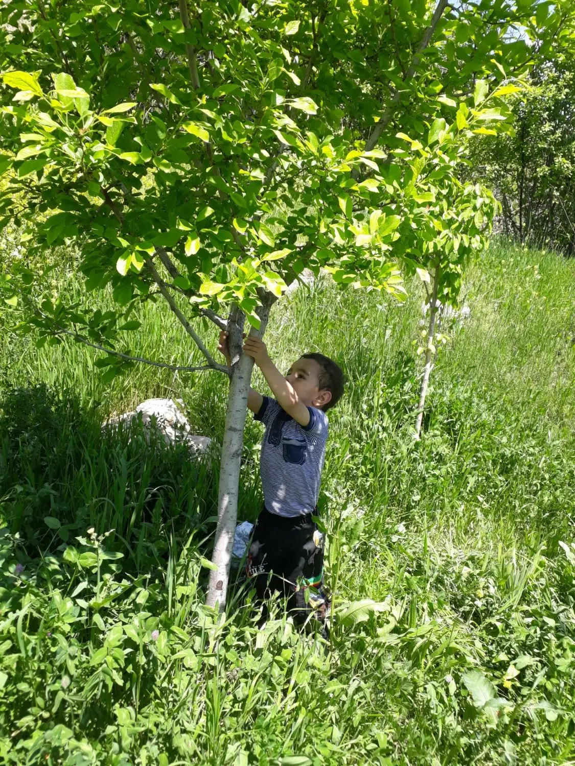 فروش زمین وباغ در روستای طاغون روبه روی امام زاده