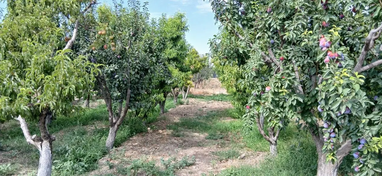 ۹۴۴متر باغچه در تنکمان آب کشاورزی برق بنا