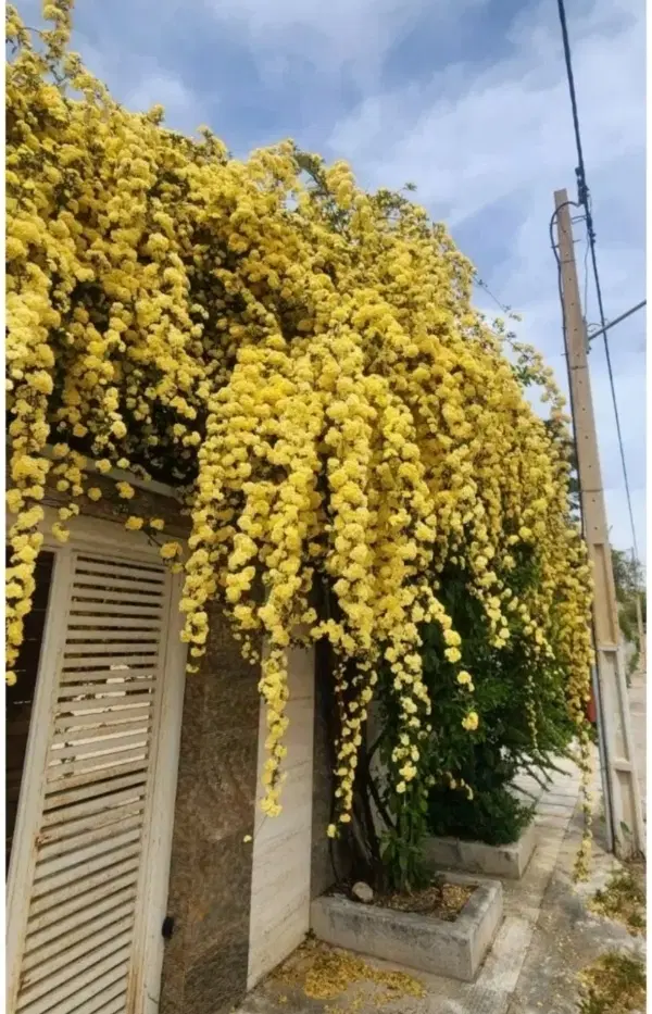 زمین درب از ساختمان