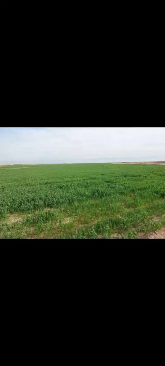 زمین کشاورزی