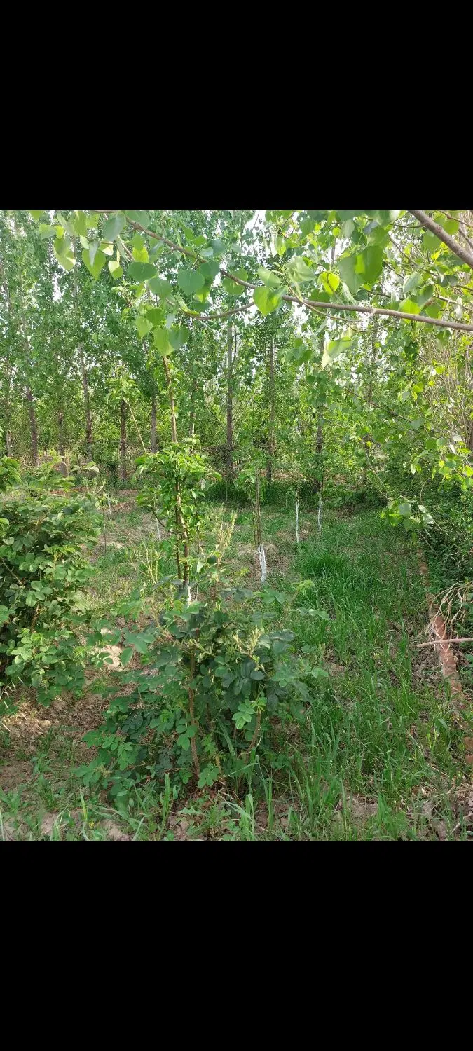 باغچه ای ۵۰۰ متری