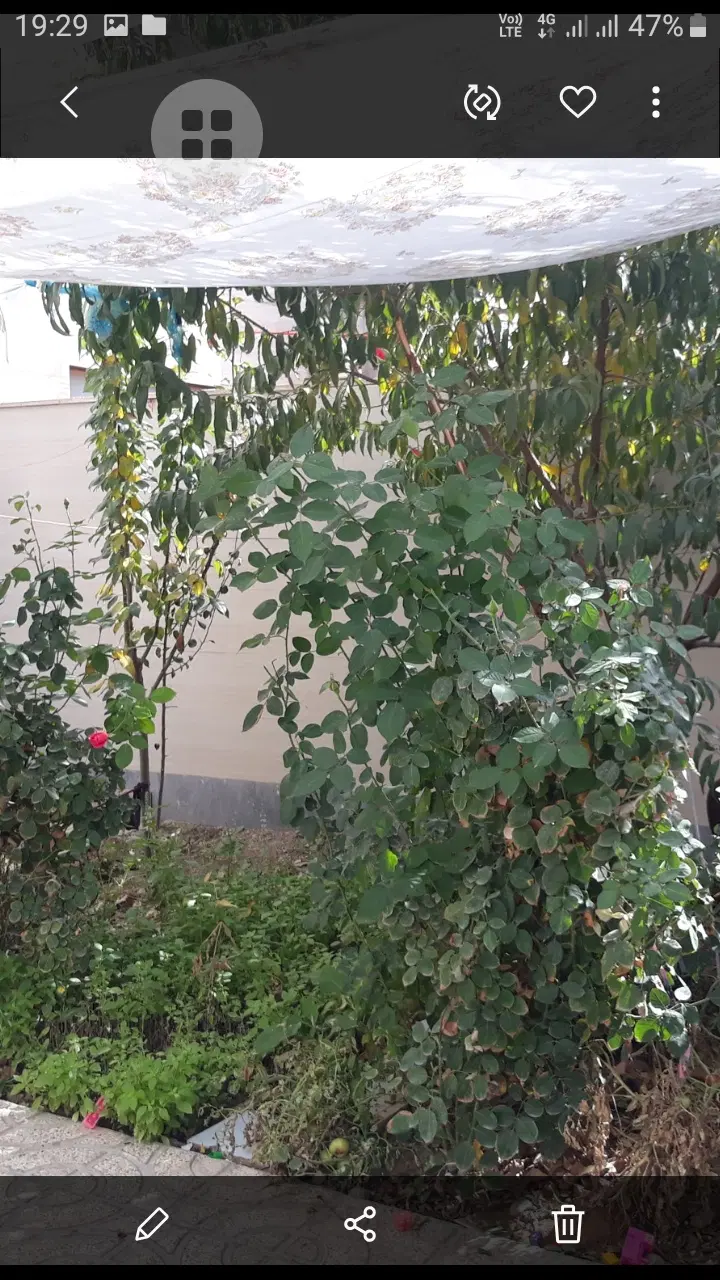 ویلایی شمالی
