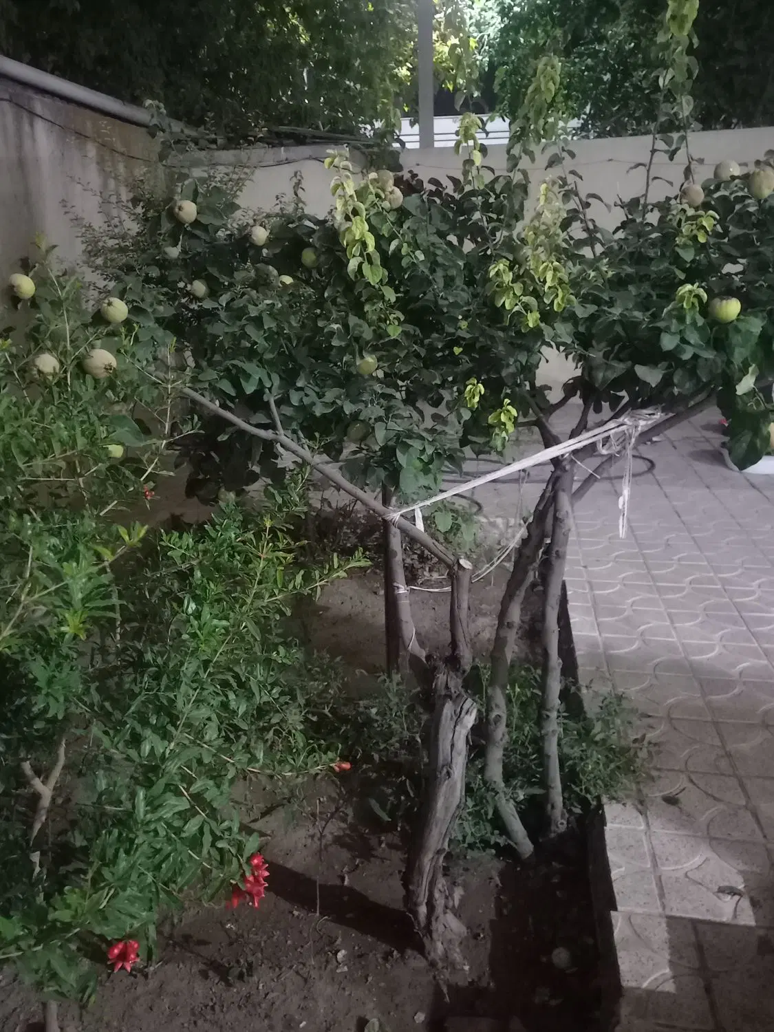 فرش یک باب خانه کوکنگی