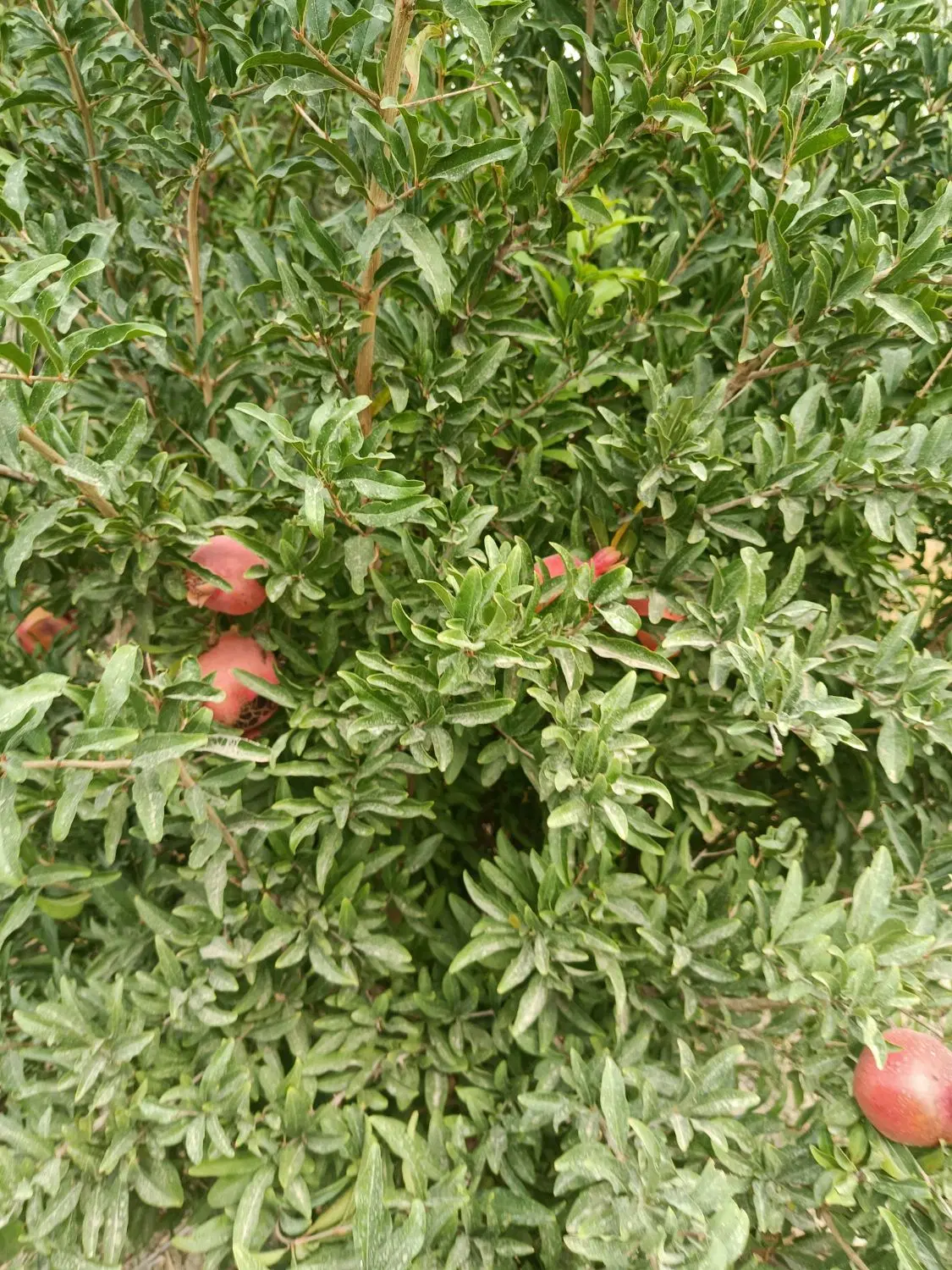 زمین باغی  سند دار  583 متر