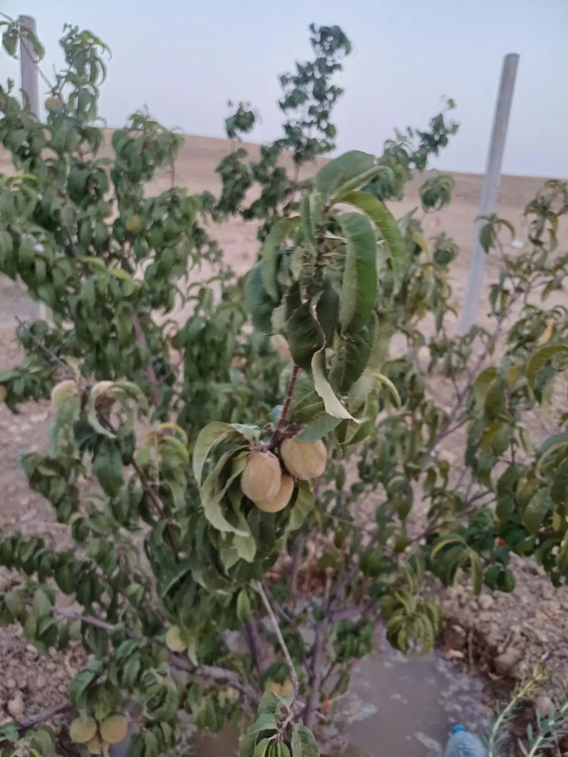 باغ ۱۰۰۰ متری در دوراهی شورین با درختان میوه