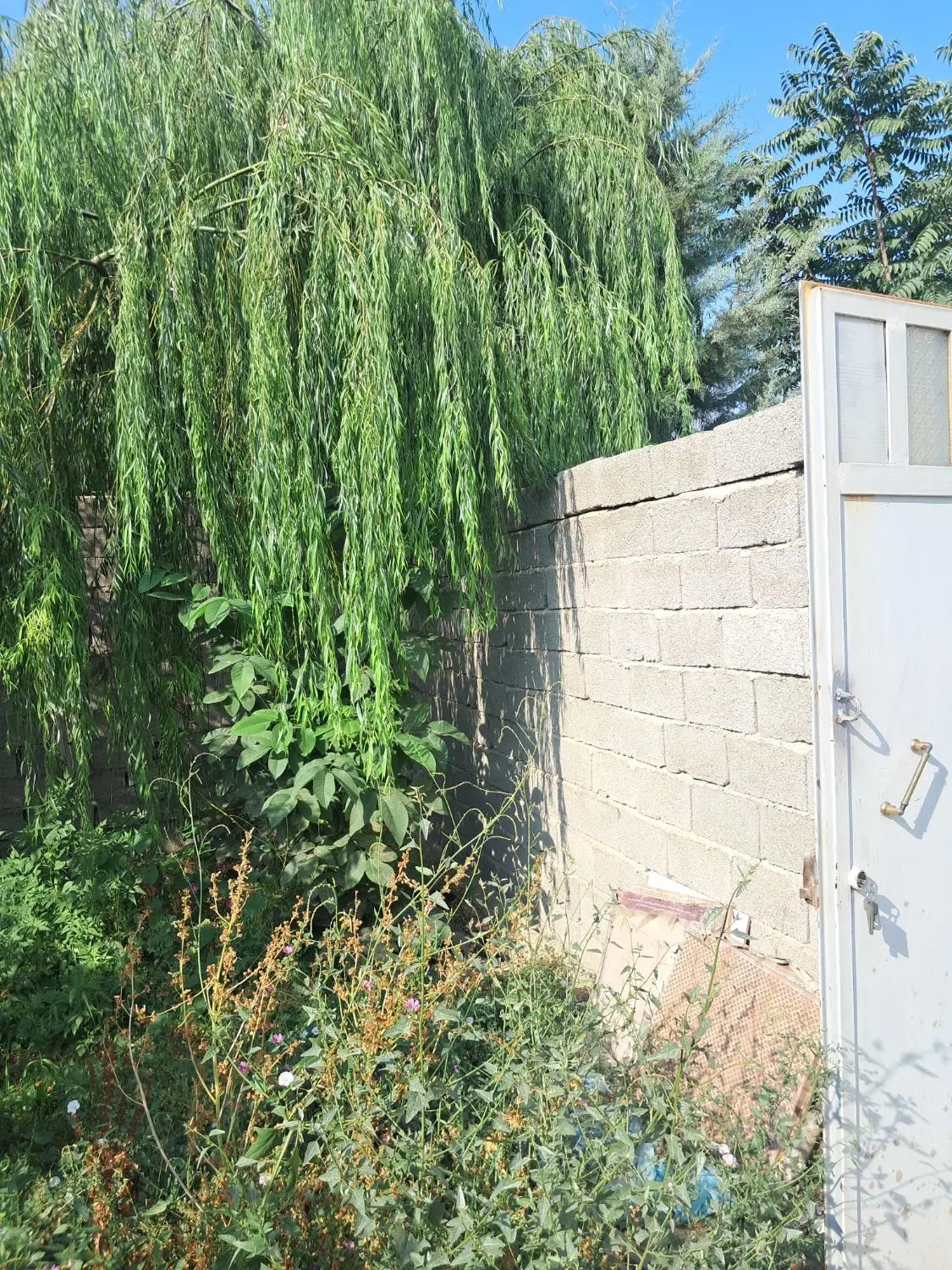 باغچه چهار دیواری