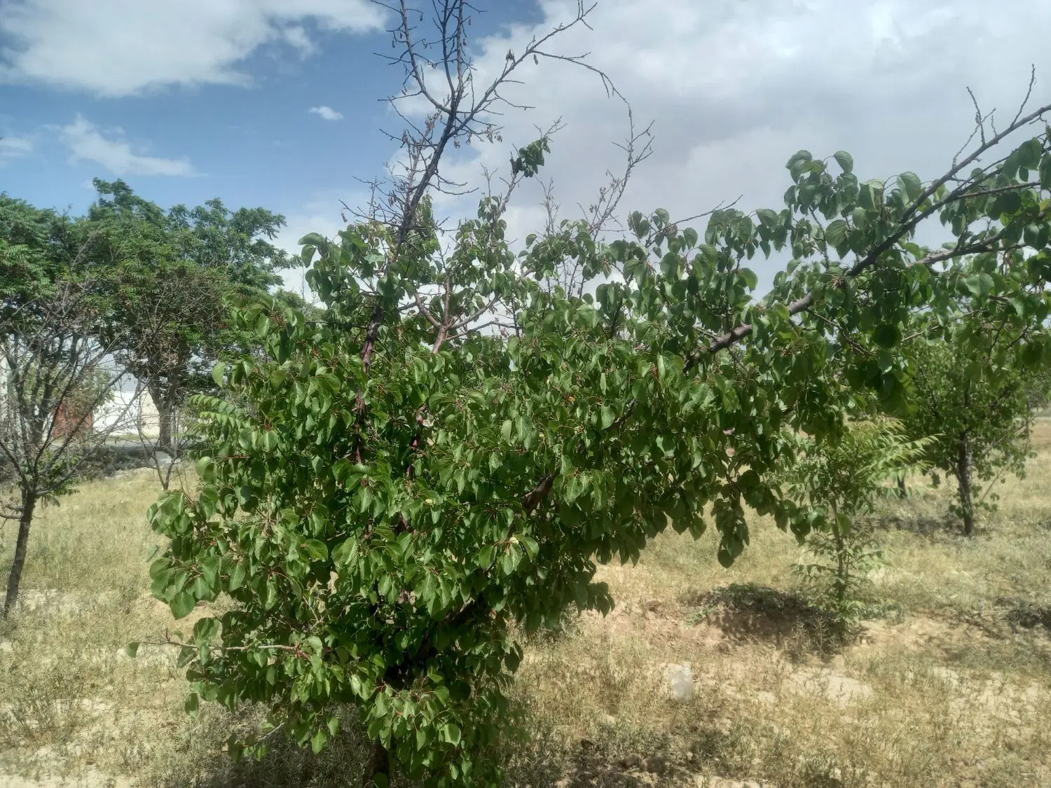 ۱۰۰۰ متر باغچه بر خیابان