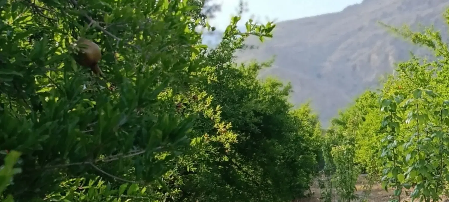 فروش باغ فاروق