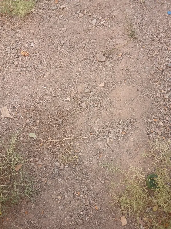 زمین مزروعی زیر دانشگاه پیام نور