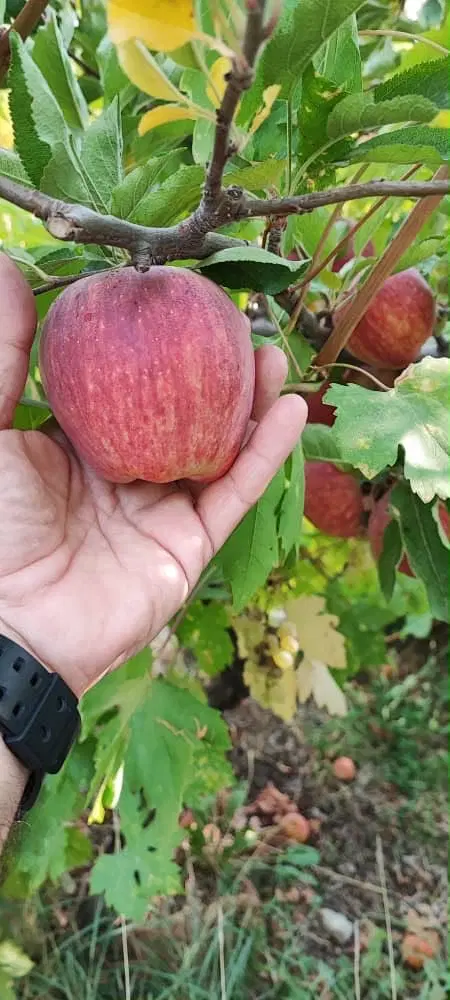 زمین_باغ