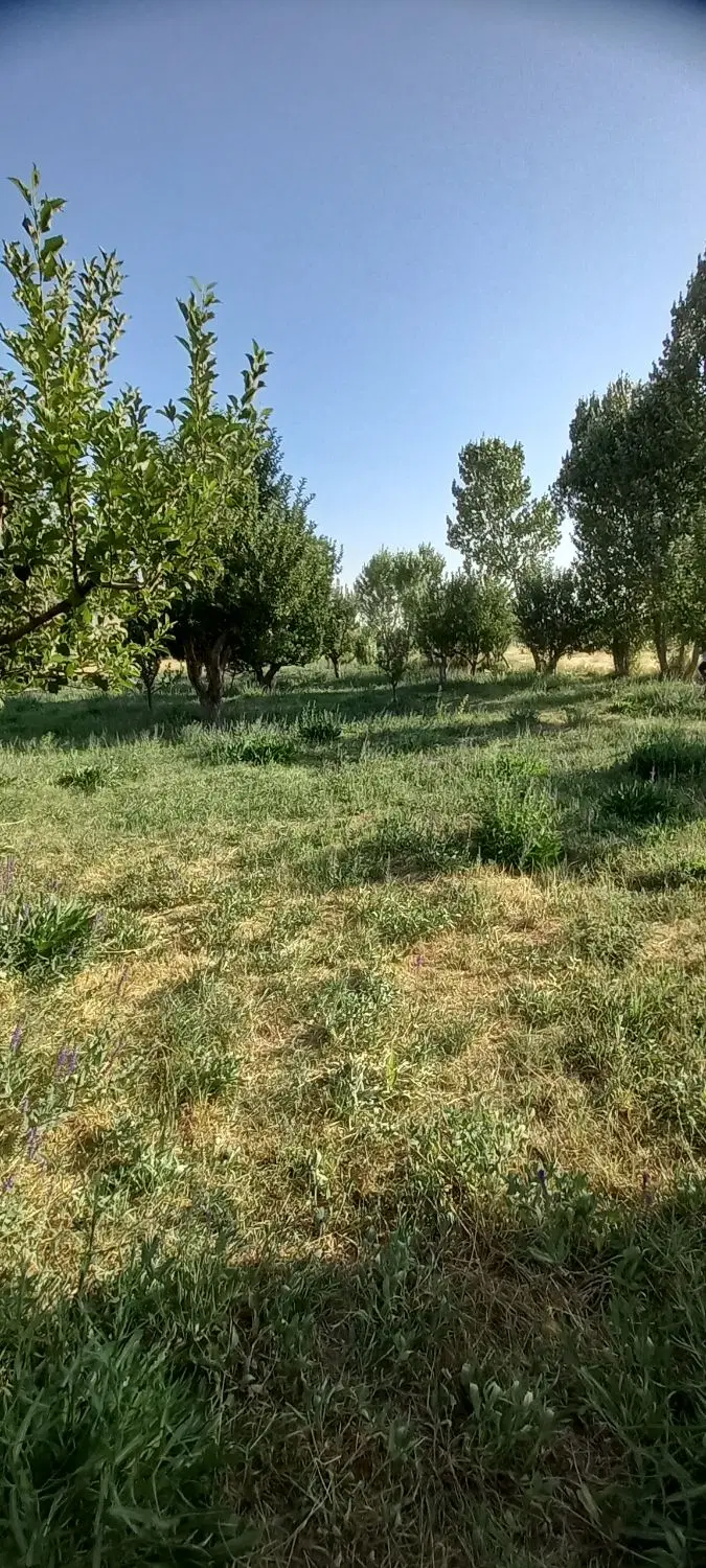 ۴ هکتار زمین و باغ