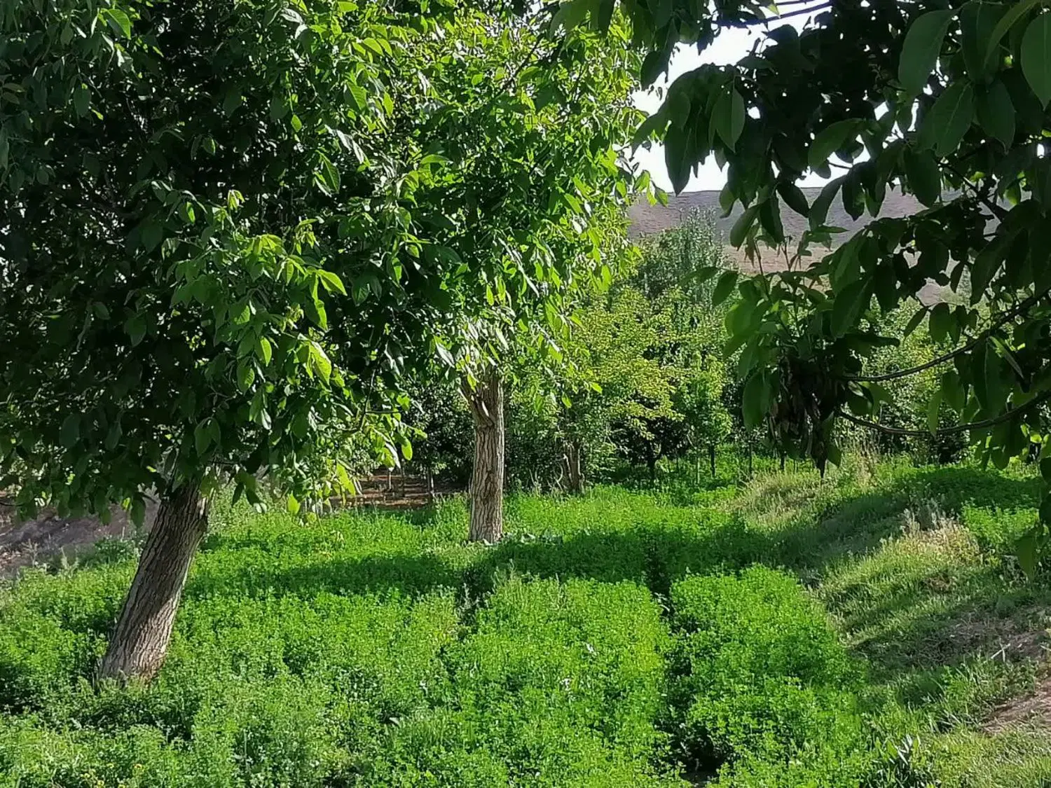 زمین باغی دور دیوار در روستای  اندرخ زیر فی منطقه