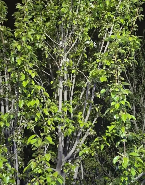 خونه باغ و سوله جواد آباد