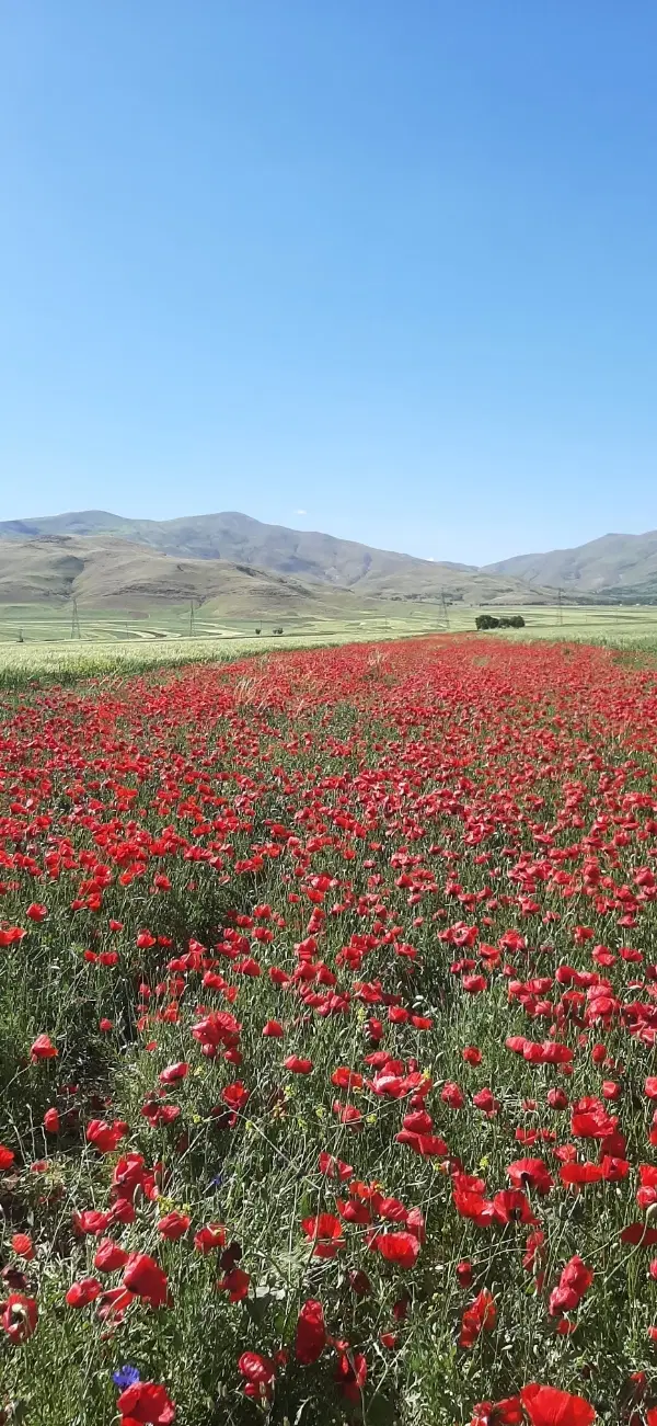 اجاره زمین کشاورزی دیم