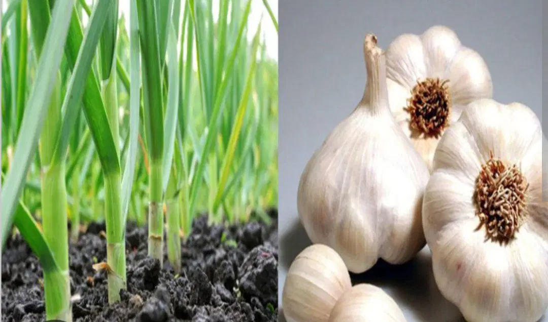 یک هکتار زمین جاکشت کندم برای سیر