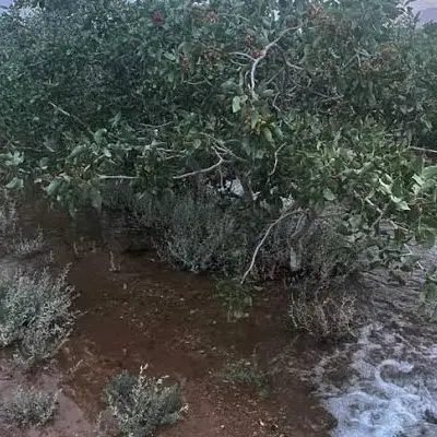 ۱۰۰ قصب زمین پسته ای با نیم حبه اب