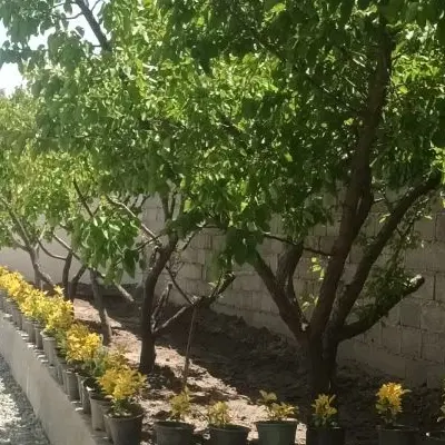ّباغچه ۲۰۰متری(۲۰×۱۰)