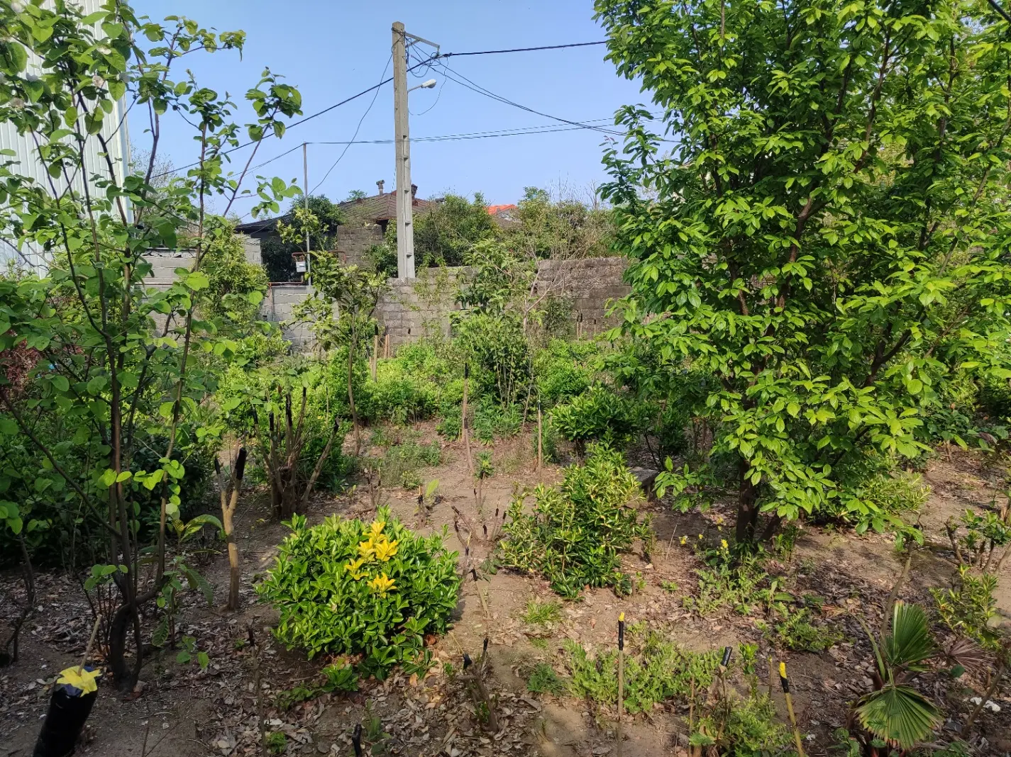 زمین مسکونی کلاچای