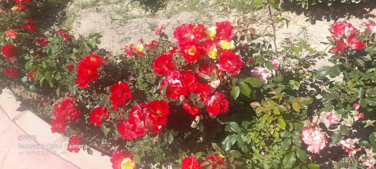 300 متر زمین باغی