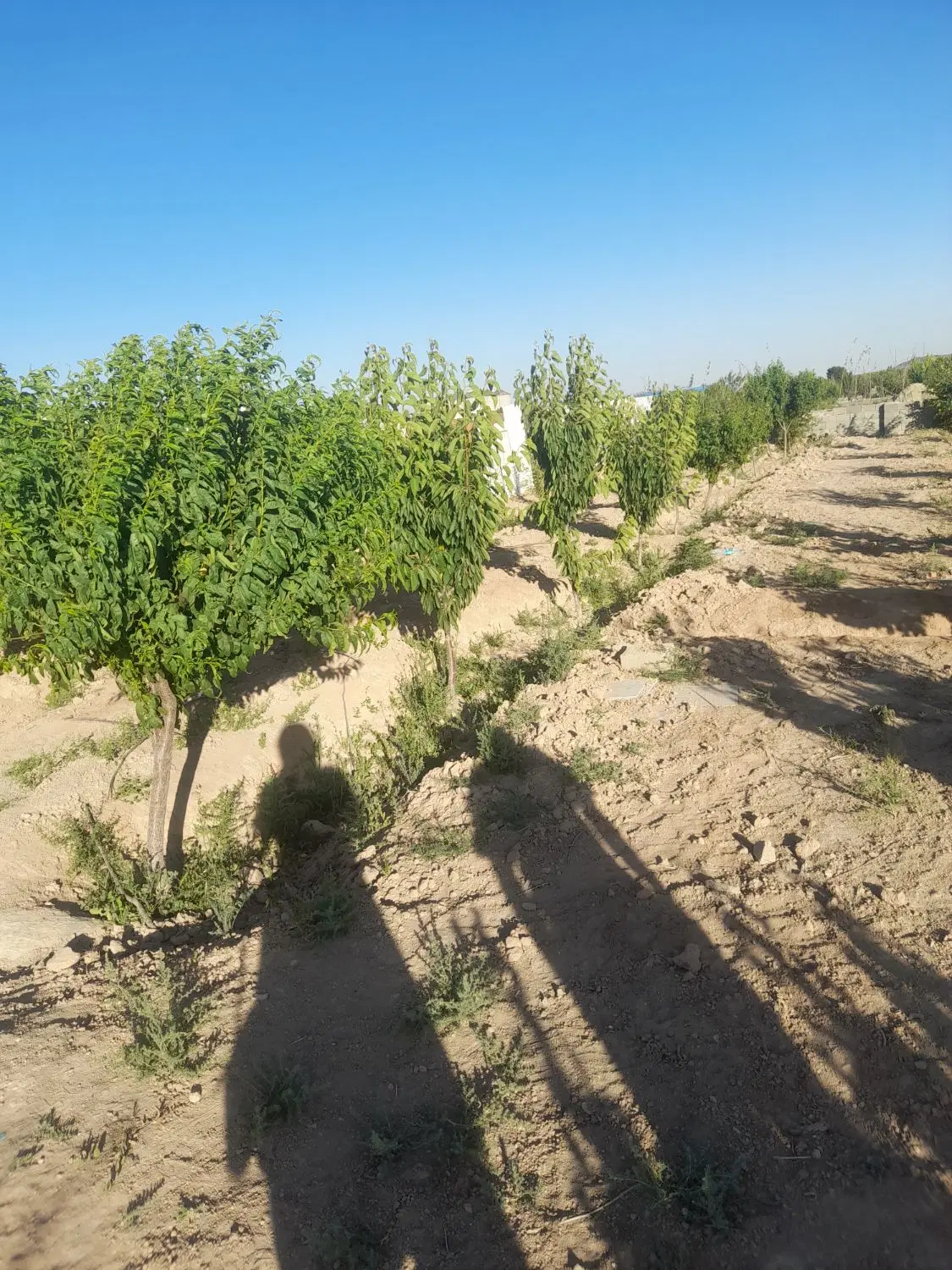 باغ ۵۰۰متری