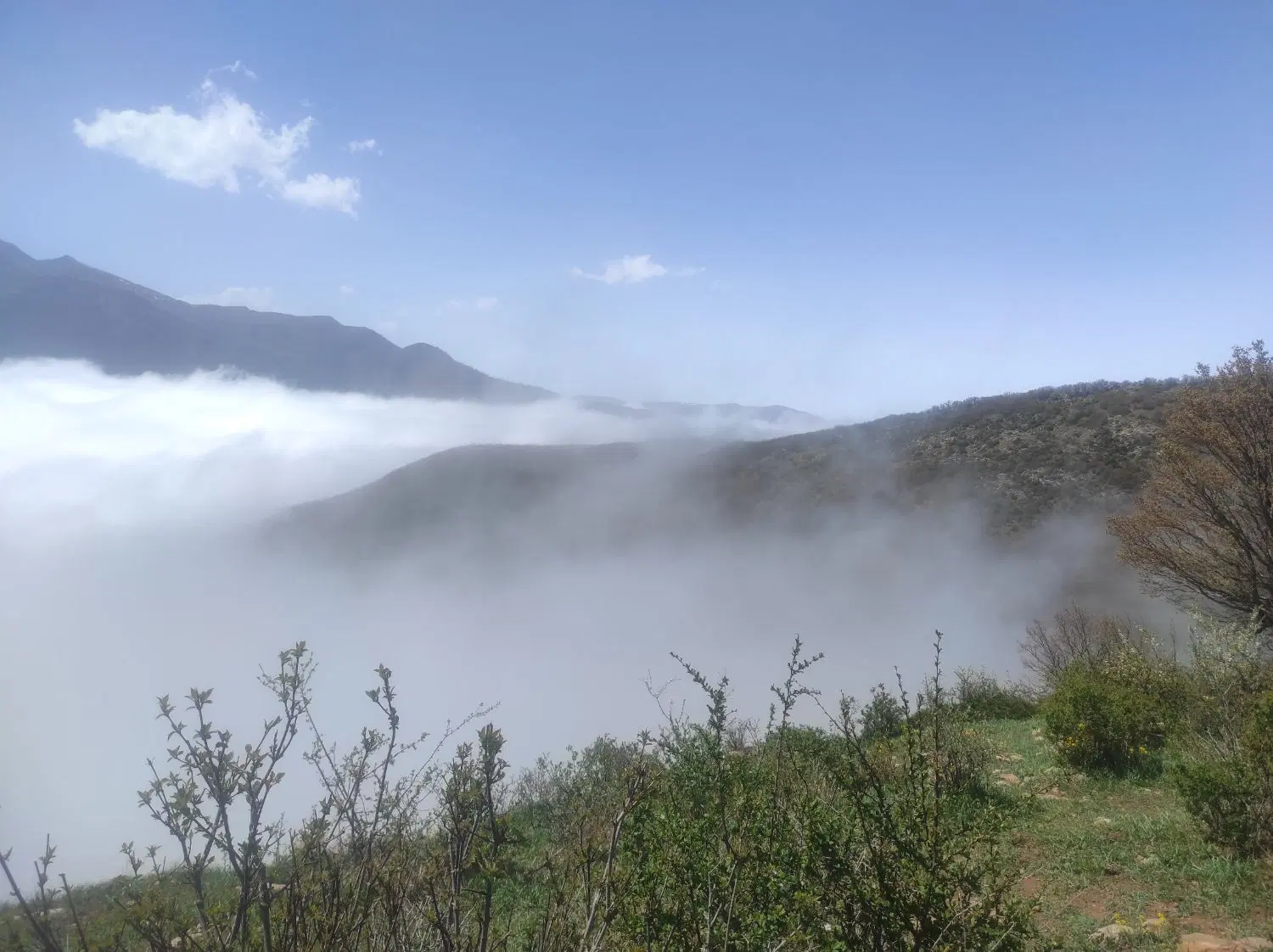شکراب شمالی