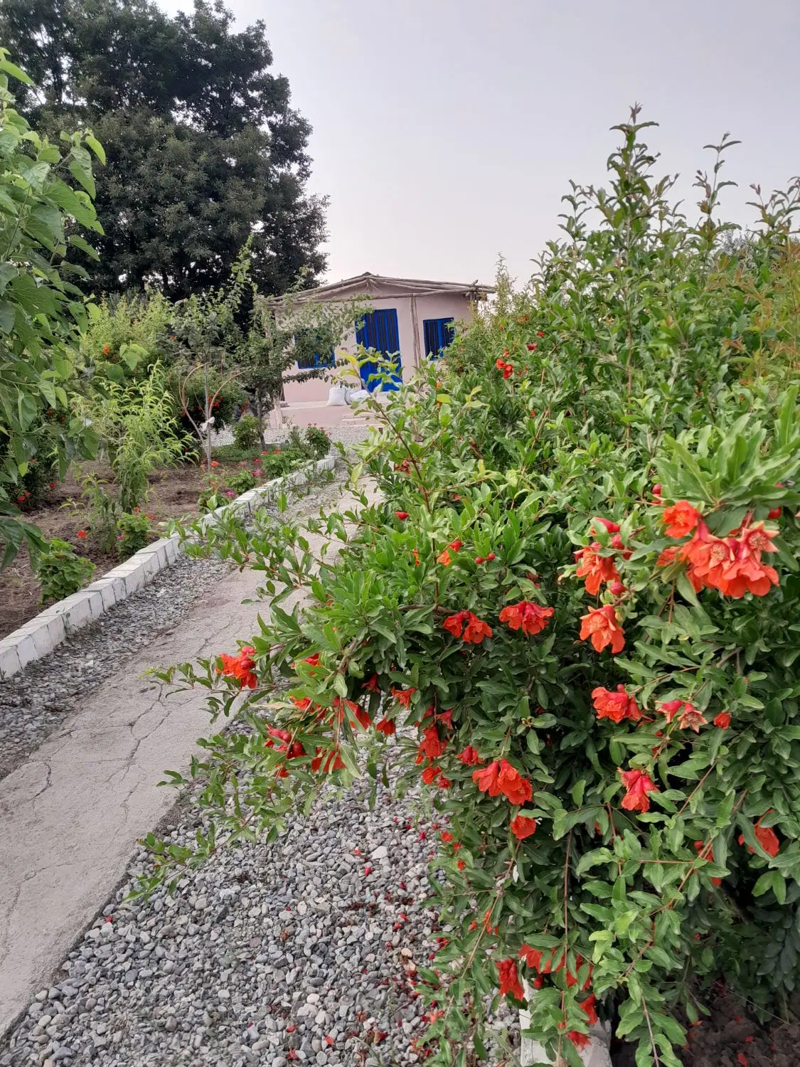 زمین باغ