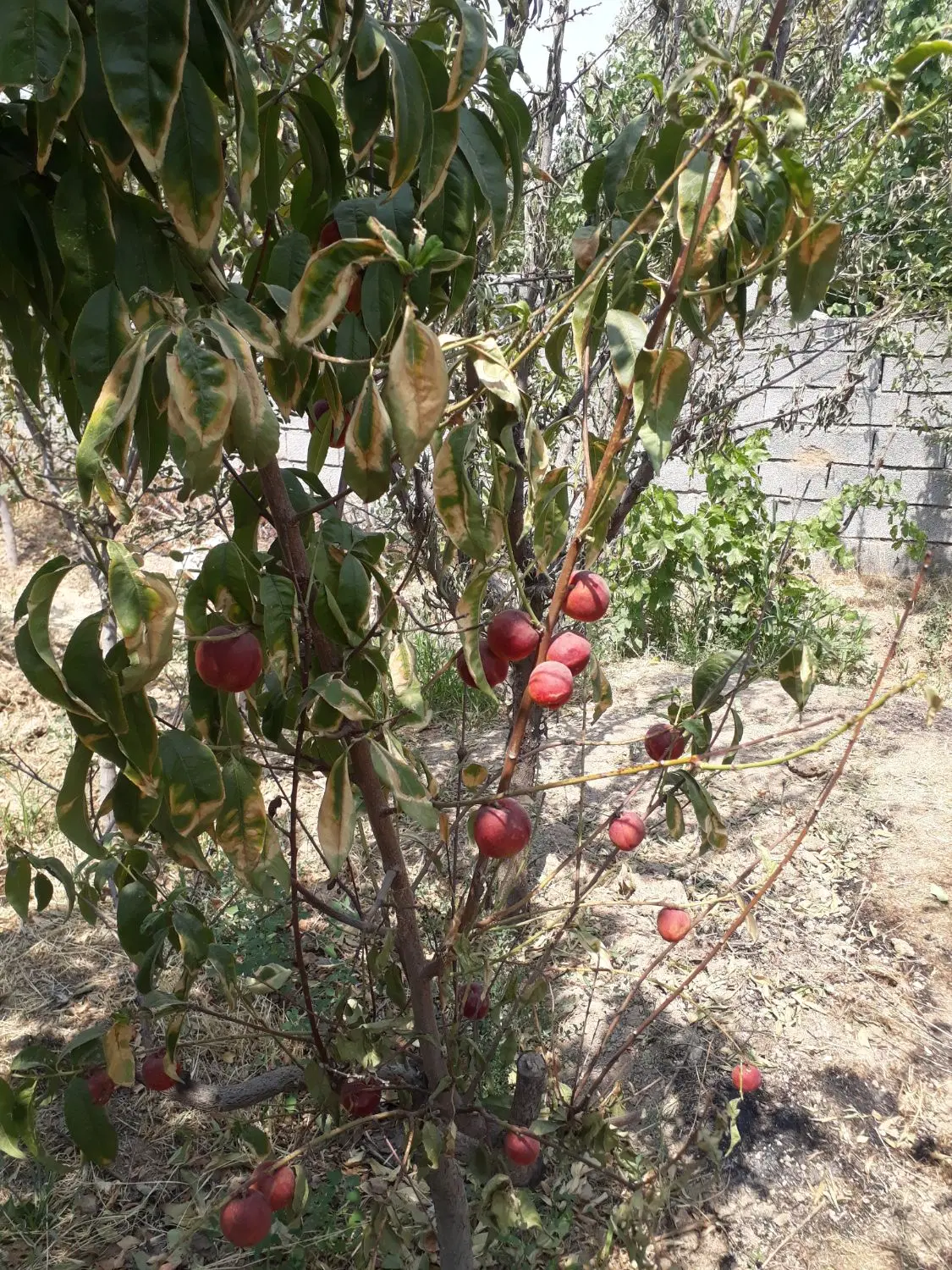 فروش ویلا باغ سنتی