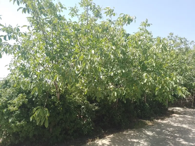 اتاق خانه ویلا اجاره کوتاه مدت