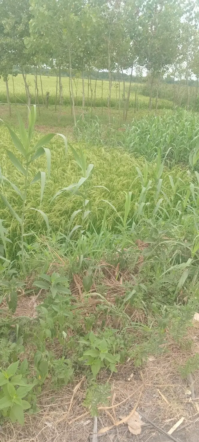 ۳۷۰۰۰مترشالیزار گیلان استانه استانه