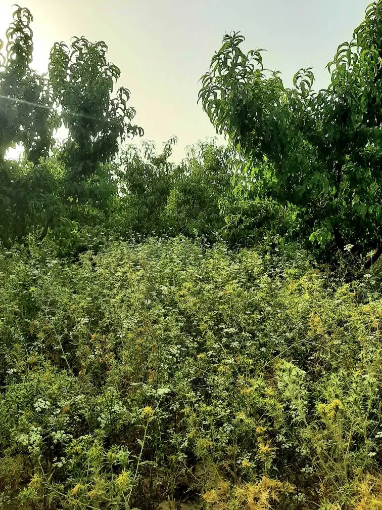 باغچه ۵۰۰ متری