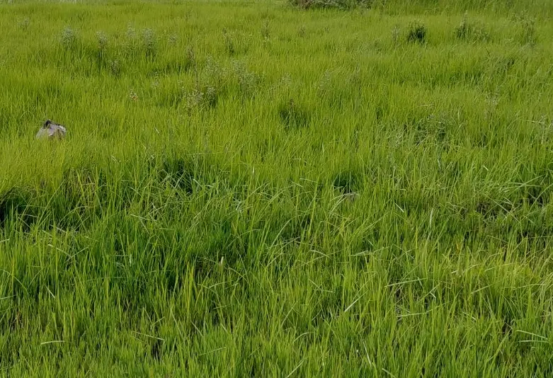 ۲۶۵متر زمین کاربری مسکونی جاده انزلی گرفم